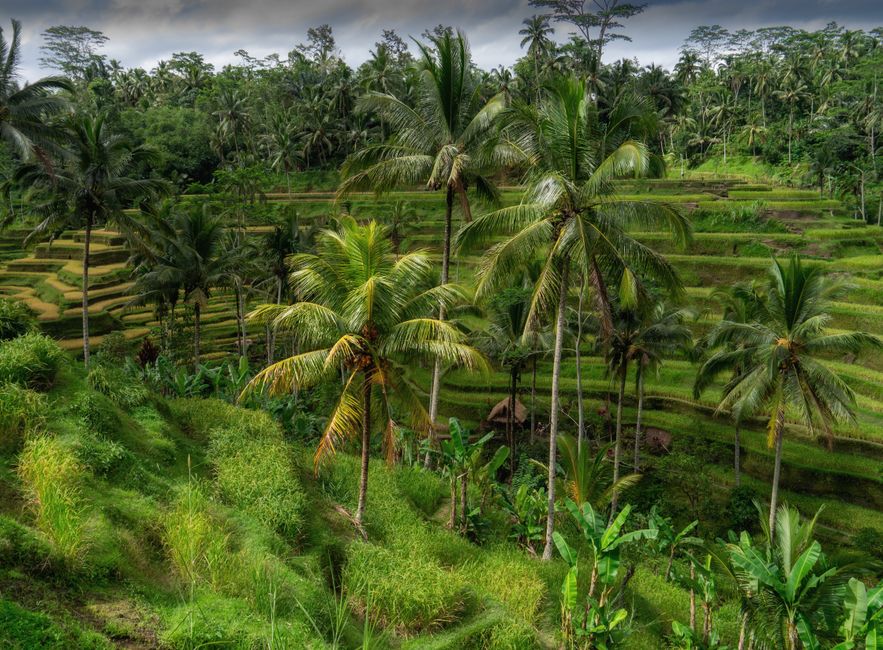 Best hotels in Ubud 2026