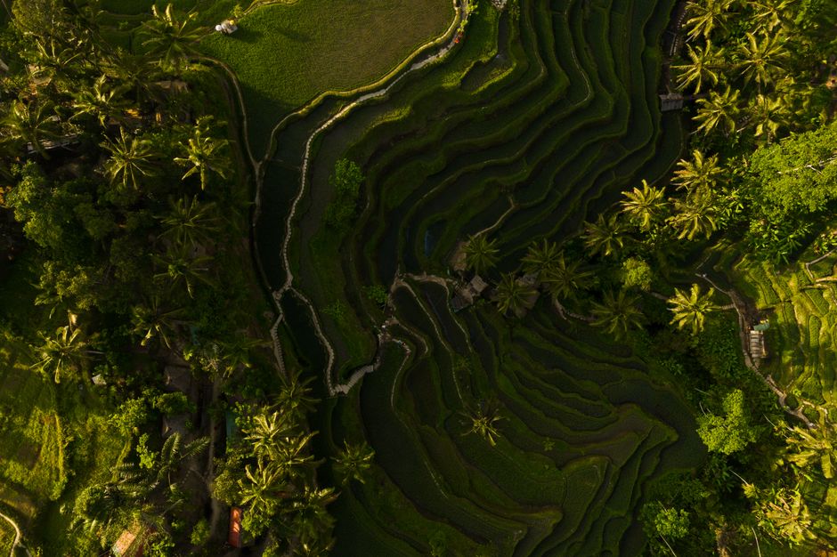 Ubud travel guide 2026