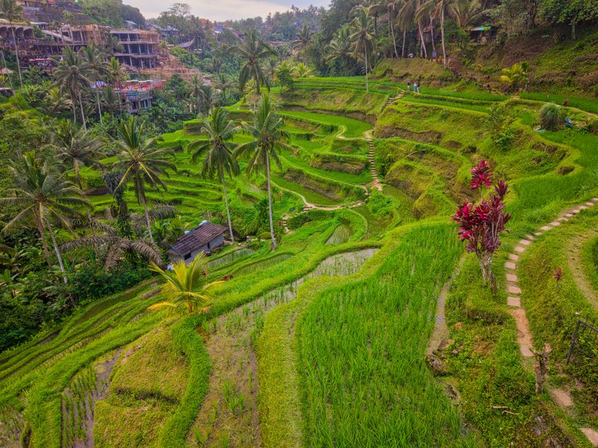 Best hotels in Ubud 2026